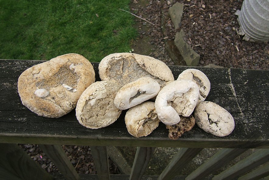 Collection of Marine sponges