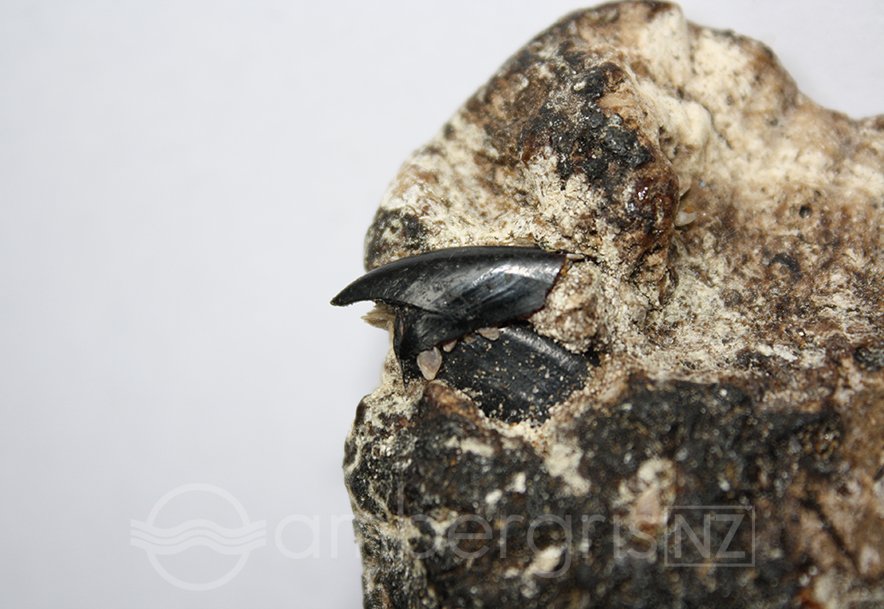 Squid beak embedded in ambergris