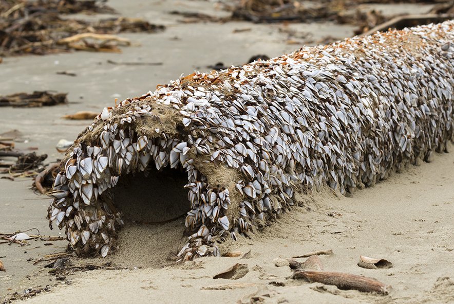 https://www.ambergris.co.nz/uploads/images/beachcombing-3.jpg